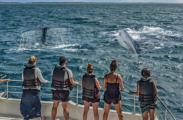 Whale Watching Mirissa